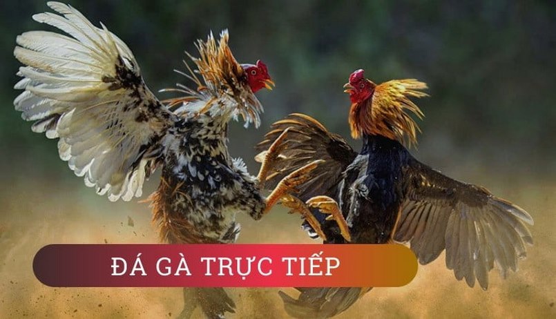 Sơ lược về đá gà trực tiếp