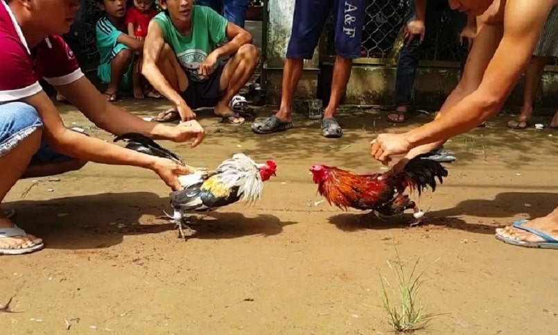 Những con gà được huấn luyện
